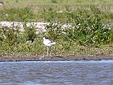 P1050188 * Oostvaardersplassen; Jan van den Boschpad (NL)