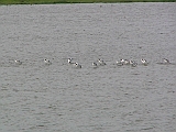 img_1643 * Oostvaardersplassen; Jan van den Boschpad (NL)