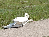 P1050407 * Oostvaardersplassen; Jan van den Boschpad (NL)