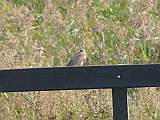 P1050884 * Oostvaardersplassen; Jan van den Boschpad (NL)