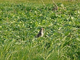 P1050896 * Oostvaardersplassen; Jan van den Boschpad (NL)