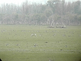 dscn2412 * Oostvaardersplassen (NL); Jan van den Boschpad