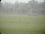 dscn2413 * Oostvaardersplassen (NL); Jan van den Boschpad