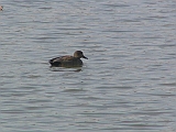 img_1041 * Lepelaarplassen(NL);
Plas rond Trekvogelshut___ Tó a megfigyelöház körül