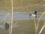 img_1028 * Lepelaarplassen(NL);
Plas rond Trekvogelshut___ Tó a megfigyelöház körül