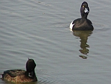 img_1029 * Lepelaarplassen(NL);
Plas rond Trekvogelshut___ Tó a megfigyelöház körül