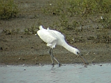 dscn0102 * Oostvaardersplassen; Jan van den Boschpad (NL)