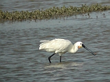 dscn0846 * Oostvaardersplassen; Jan van den Boschpad (NL)