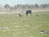 dscn3223 * Oostvaardersplassen (NL); Jan van den Boschpad