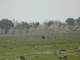 dscn3227 * Oostvaardersplassen (NL); Jan van den Boschpad