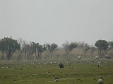 dscn3228 * Oostvaardersplassen (NL); Jan van den Boschpad