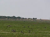 img_1144 * Oostvaardersplassen (NL); Jan van den Boschpad