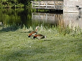 dscn0426 * Oegstgeest (NL) Oude Poelgeest