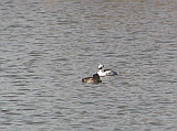 img_1034 * Lepelaarplassen(NL);
Plas rond Trekvogelshut___ Tó a megfigyelöház körül