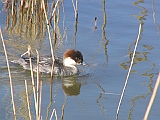 img_2477 * Lepelaarplassen(NL);
Plas rond Trekvogelshut___ Tó a megfigyelöház körül