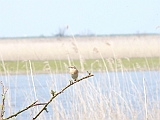 P1010032 * Oostvaardersplassen; Jan van den Boschpad (NL)