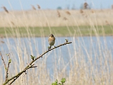 P1010035 * Oostvaardersplassen; Jan van den Boschpad (NL)