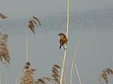 P1020828 * Oostvaardersplassen; Jan van den Boschpad (NL)