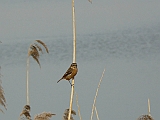 P1020830 * Oostvaardersplassen; Jan van den Boschpad (NL)