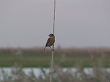 img_2100 * Oostvaardersplassen (NL); Jan van den Boschpad