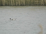 dscn2336 * Oostvaardersdijk (NL);HM12