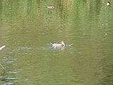 img_1977 * Lepelaarplassen(NL);
Plas rond Trekvogelshut___ Tó a megfigyelöház körül