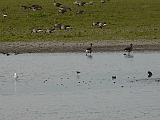 P1020370 * Oostvaardersplassen; Jan van den Boschpad (NL)
