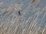 P1050079 * Lepalaarplassen; Natte graslanden