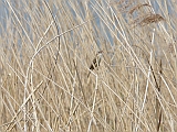 P1010039 * Oostvaardersplassen; Jan van den Boschpad (NL)