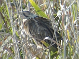 dscn0047 * Oostvaardersplassen; Hugo de Vriesweg (NL)