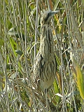 dscn0048 * Oostvaardersplassen; Hugo de Vriesweg (NL)