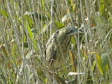 dscn0049 * Oostvaardersplassen; Hugo de Vriesweg (NL)