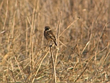 img_2343 * Oostvaardersplassen; Jan van den Boschpad (NL)