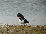 dscn2218 * Texel (NL)