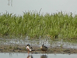 dscn2626 * Oostvaardersplassen; Jan van den Boschpad (NL)