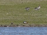 P0000013 * Oostvaardersplassen; Jan van den Boschpad (NL)