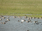 dscn2757 * Oostvaardersplassen (NL); Jan van den Boschpad