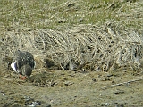 dscn2261 * Texel (NL)