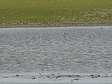 P1010941 * Oostvaardersplassen; Jan van den Boschpad (NL)