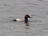 img_1208 * Lepelaarplassen(NL);
Plas rond Trekvogelshut___ Tó a megfigyelöház körül