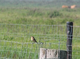 img_0543 * Lepelaarplassen (NL)