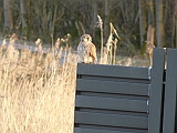 P1040249 * Oostvaardersplassen; Jan van den Boschpad (NL)