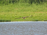 img_1805 * Oostvaardersplassen; Jan van den Boschpad (NL)