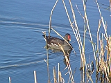 img_2117 * Lepelaarplassen (NL);\
Plas rond Trekvogelshut___ Tó a megfigyelöház körül