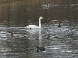 P1020630 * Natuurpark Lelystad (NL)