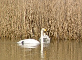 img_0863 * Lepelaarplassen (NL);\
Plas rond Trekvogelshut___ Tó a megfigyelöház körül