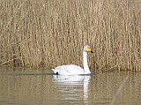 img_0864 * Lepelaarplassen (NL);\
Plas rond Trekvogelshut___ Tó a megfigyelöház körül