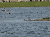 P1040828 * Oostvaardersplassen; Jan van den Boschpad (NL)