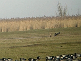 dscn3143 * Oostvaardersplassen; Jan van den Boschpad (NL)