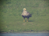 img_3261 * Oostvaardersplassen; Jan van den Boschpad (NL)